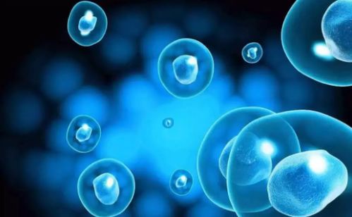 干細(xì)胞儲(chǔ)存沒用不靠譜 這3點(diǎn)讓你相信未來生物科技